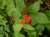 Stone Bramble