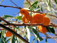 Native apricot