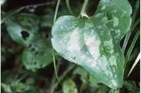 saw greenbrier (Smilax bona-nox) plant