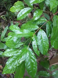 Eugenia patrisii
