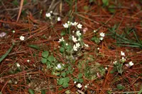 Umbelled rockjasmine (Androsace umbellata) plant
