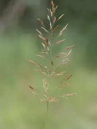 redtop