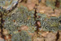 Arthothelium ruanum
