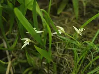 Nidema boothii