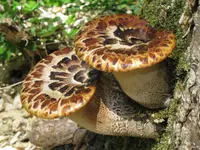 Dryad's Saddle