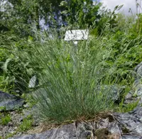 Spiky Fescue
