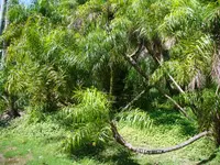 Syagrus flexuosa