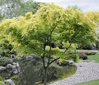Japanese maple