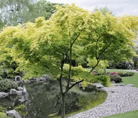 Japanese maple