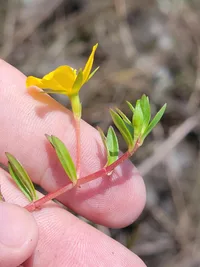 Piedmont primrose-willow (Ludwigia arcuata) plant