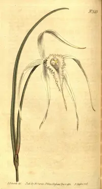 Daddy longlegs orchid