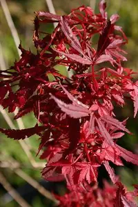Japanese Maple