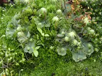 Common Liverwort