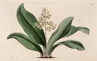 Trichocentrum pumilum (Trichocentrum pumilum) plant