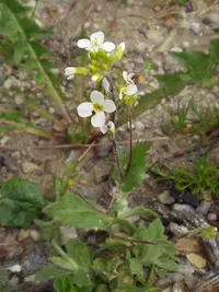 alpine rockcress