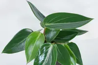Peperomia maculosa leaf