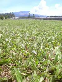 broadleaf carpetgrass