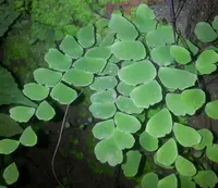 Walking Maidenhair Fern