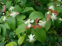 Eugenia florida flowers