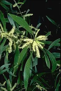 Maiden's Wattle (Acacia maidenii) plant