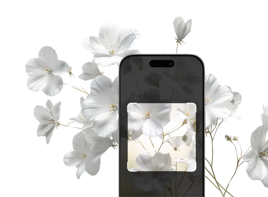 White Flower Plant Identification – Hero