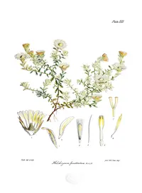 New Zealand Everlastingflower (Anaphalioides bellidioides) plant