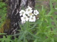 Achillea impatiens (Achillea impatiens) plant