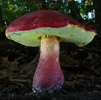 two-colored bolete