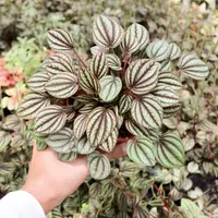 Peperomia (Peperomia 'Piccolo Banda') plant