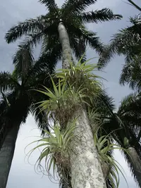 spreading airplant (Tillandsia utriculata) plant