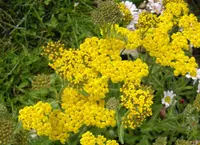 Yellow Milfoil