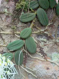 tongue orchid