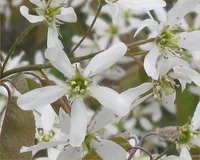 Canadian serviceberry