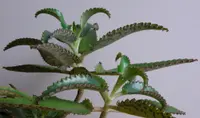 Mother of Thousands (Kalanchoe daigremontiana) plant