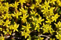 Sedum japonicum