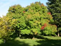 Chosen Maple