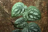 shingles plant (Monstera dubia) plant