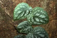 shingles plant (Monstera dubia) plant
