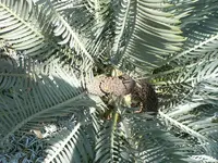 Karoo cycad