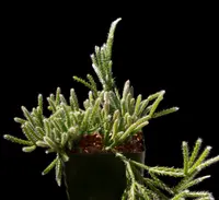 Rhipsalis pilocarpa leaves