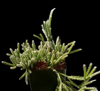 Rhipsalis pilocarpa leaves