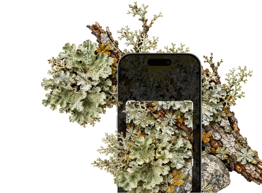 Lichen Identification PC