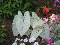 Fancy-leaf Caladium (Caladium 'Florida Moonlight') plant