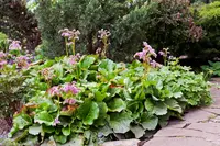 Bergenia × schmidtii plant